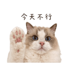 Mia的公主日常