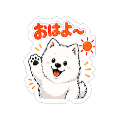 Fluffy Samoyed Husband Daily Life