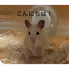 is_20260505211713