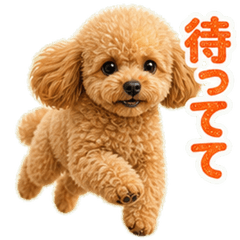 Daily Greetings of a Toy Poodle!!