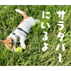 sweet potato_20260505211408