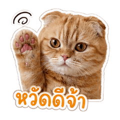 Christina Orange Cat