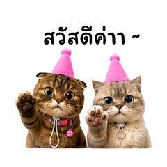 CattyMinpaew