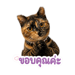 KOOKKAI^^_20260502092327