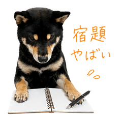 Leo the Black Shiba | Student Reactions