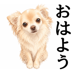 Long Coat Chihuahua Cookie Stickers