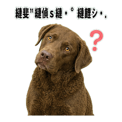 切薩皮克獵犬問候 1