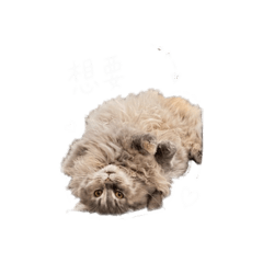 緬因的生活日常