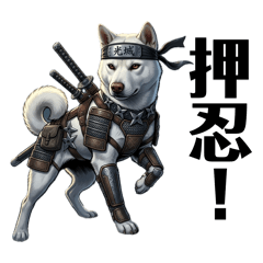 KENYUAN - KENNEL OF KISHU DOGS_KOU
