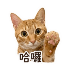 橘子20260429