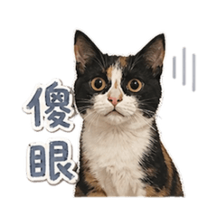 椪柑是隻小貓咪