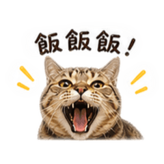 喵喵與布丁
