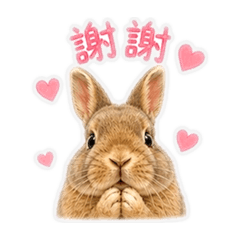 皮小蛋兔寶