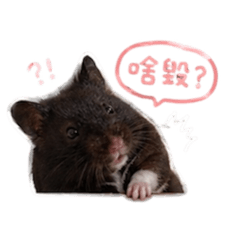 暗摸摸哈嘍