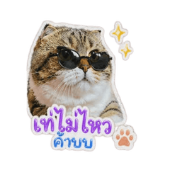 Soma fat cat