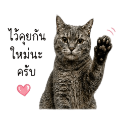 fat_cat_