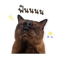 Tiwliw boy