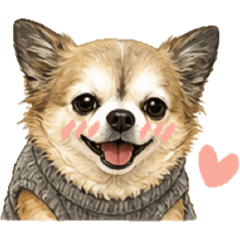 My long-haired Chihuahua, Elle