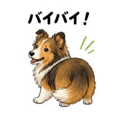 cute and laid-back Shetland sheepdog