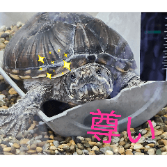 kameo_20260505223600