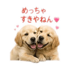 Golden&Labrador Retriever
