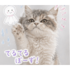 moka_cat_20260505224948