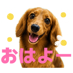 aki_20260505225128