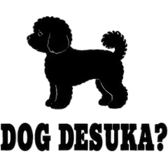 Hakata Maltipoo