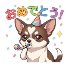 Chihuahua Kiku 1