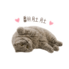 弟弟（Didi)