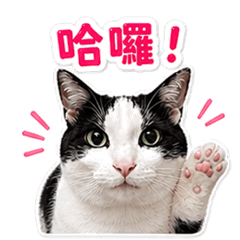 Mochi Cat Daily Stickers Vol.2