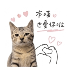 芝丸妹妹庫奇小熊都是AI製成的