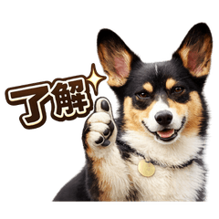 Everyday Use for Welsh Corgis