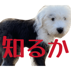 zago_20260505220326