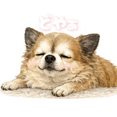 My long-haired Chihuahua, Elle2