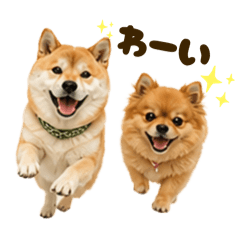 shiba&pomechiwa