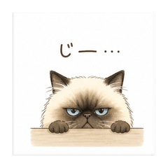 Grumpy but Cute Himalayan Cat