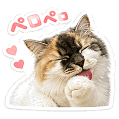 Calico Siberian Cat Cute Daily Stickers