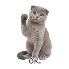 cute cats88