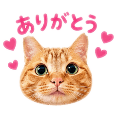 M@ko_20260505223901