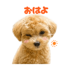 titi_20260505234716