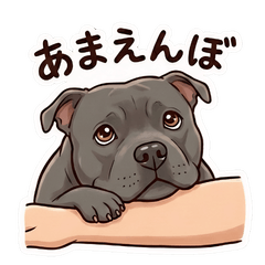 Adorable Staffy Life