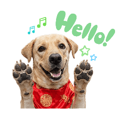 Happy dog Yarmmy!