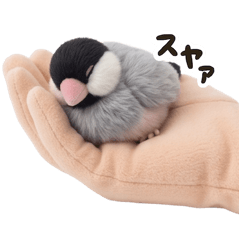 Fluffy Java Sparrow Life