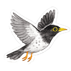 sparrowhawk243s_20260506093006