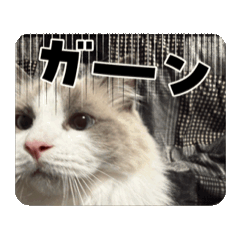 ♡にゃんこ様♡専用 にゃんこ様のスタンプです - LINE スタンプ | LINE STORE