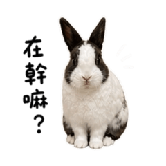 Picco Picco 2.0