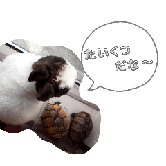 usagitokame_20260505235244
