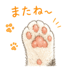 Caho.O_20260506001201