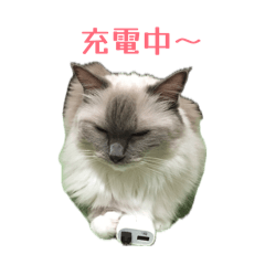 COCOchan of CAT